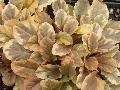 Golden Glow Ajuga / Ajuga reptans 